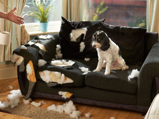 خراب کردن مبل توسط حیوانات